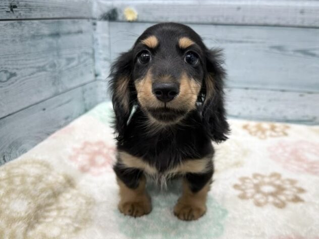 徳島県のミニチュアダックスフンド(ロング) (アミーゴ北島店/2025年9月10日生まれ/男の子/ブラックタン)の子犬の1枚目の画像