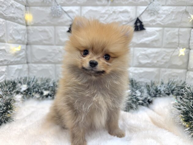 兵庫県のポメラニアン (ワンキャラット アミーゴ姫路飾磨店/2025年9月28日生まれ/男の子/オレンジ)の子犬の3枚目の画像