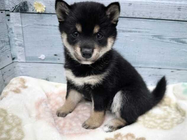 徳島県の豆柴 (アミーゴ北島店/2025年9月29日生まれ/女の子/黒)の子犬