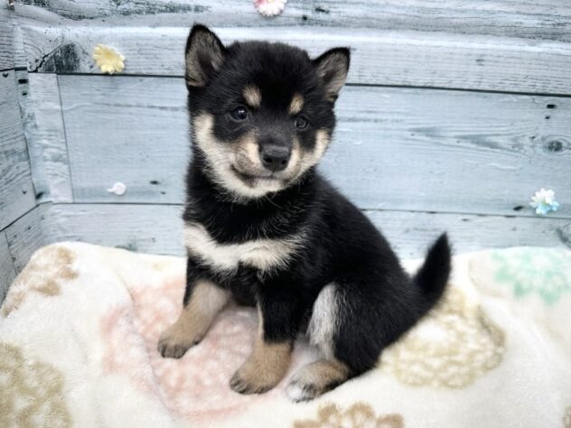 徳島県の豆柴 (アミーゴ北島店/2025年9月29日生まれ/女の子/黒)の子犬の4枚目の画像