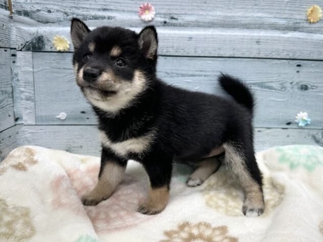 徳島県の豆柴 (アミーゴ北島店/2025年9月29日生まれ/女の子/黒)の子犬の3枚目の画像