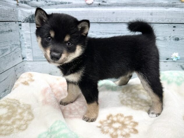 徳島県の豆柴 (アミーゴ北島店/2025年9月29日生まれ/女の子/黒)の子犬の2枚目の画像