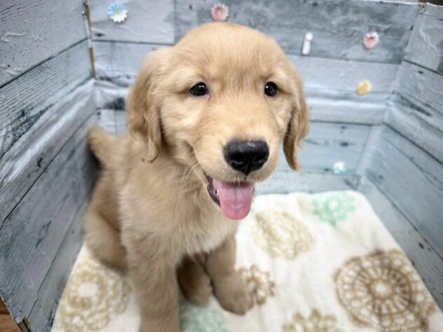 徳島県のゴールデンレトリバー (アミーゴ北島店/2025年9月27日生まれ/男の子/ゴールデン)の子犬