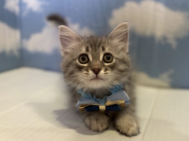 山形県のサイベリアン (アミーゴ山形北店/2025年9月8日生まれ/男の子/ブルータビー)の子猫