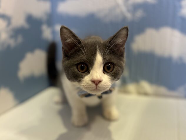 山形県のブリティッシュショートヘアー (アミーゴ山形北店/2025年8月25日生まれ/男の子/ブルーホワイト)の子猫の2枚目の画像