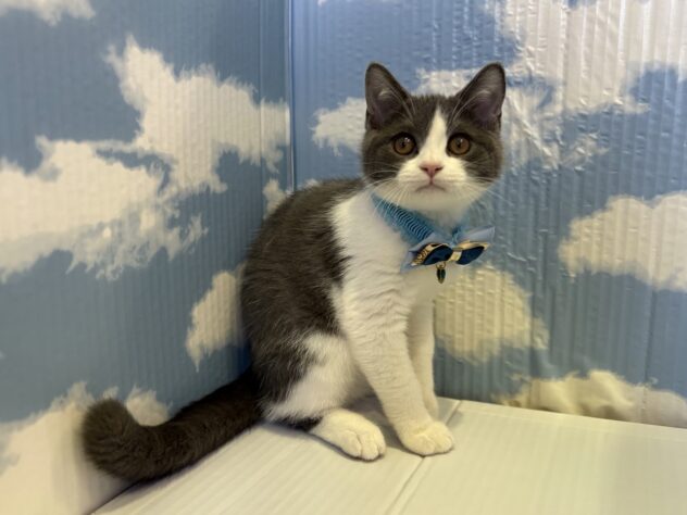 山形県のブリティッシュショートヘアー (アミーゴ山形北店/2025年8月25日生まれ/男の子/ブルーホワイト)の子猫の1枚目の画像