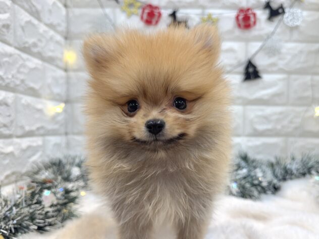 兵庫県のポメラニアン (ワンキャラット アミーゴ姫路飾磨店/2025年9月28日生まれ/男の子/オレンジ)の子犬の1枚目の画像