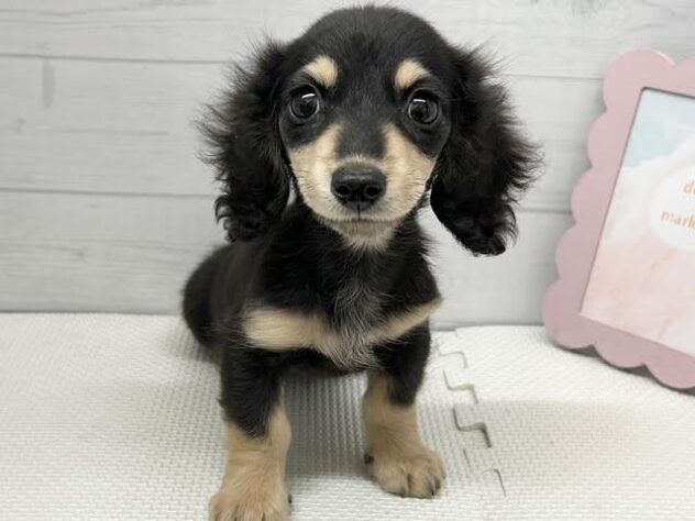 徳島県のミニチュアダックスフンド(ロング) (アミーゴ徳島店/2025年8月26日生まれ/女の子/ブラックイエロー)の子犬の1枚目の画像