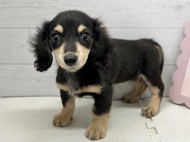 徳島県のミニチュアダックスフンド(ロング) (アミーゴ徳島店/2025年8月26日生まれ/女の子/ブラックイエロー)の子犬の2枚目の画像