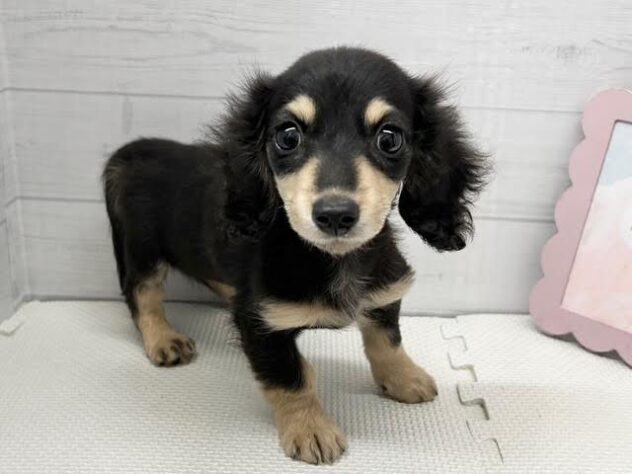 徳島県のミニチュアダックスフンド(ロング) (アミーゴ徳島店/2025年8月26日生まれ/女の子/ブラックイエロー)の子犬の3枚目の画像