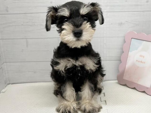 徳島県のミニチュアシュナウザー (アミーゴ徳島店/2025年9月6日生まれ/男の子/ブラックシルバー)の子犬の2枚目の画像