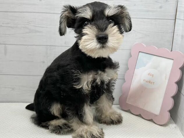 徳島県のミニチュアシュナウザー (アミーゴ徳島店/2025年9月6日生まれ/男の子/ブラックシルバー)の子犬の3枚目の画像