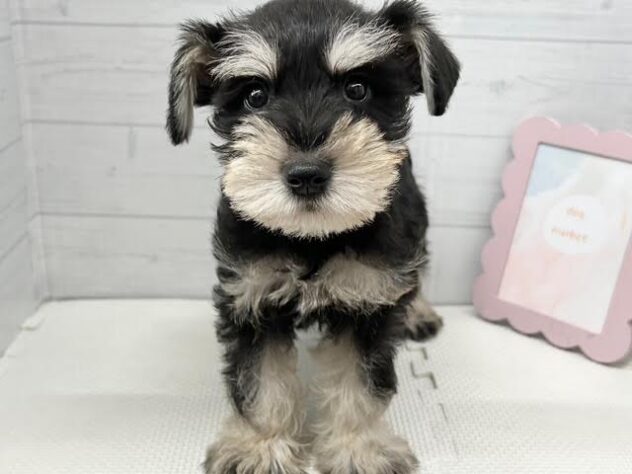 徳島県のミニチュアシュナウザー (アミーゴ徳島店/2025年9月6日生まれ/男の子/ブラックシルバー)の子犬の1枚目の画像