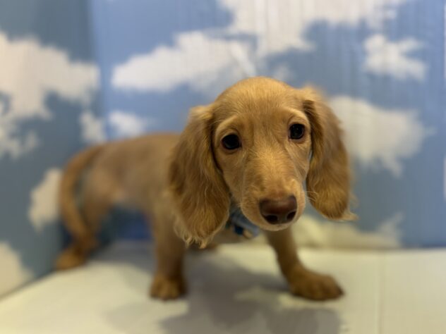 山形県のカニンヘンダックスフンド(ロング) (アミーゴ山形北店/2025年7月28日生まれ/男の子/イエロー)の子犬の3枚目の画像