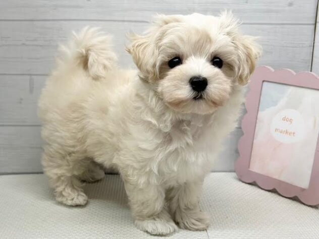 徳島県のハーフ犬・ミックス犬 (アミーゴ徳島店/2025年9月11日生まれ/女の子/クリーム)の子犬の3枚目の画像