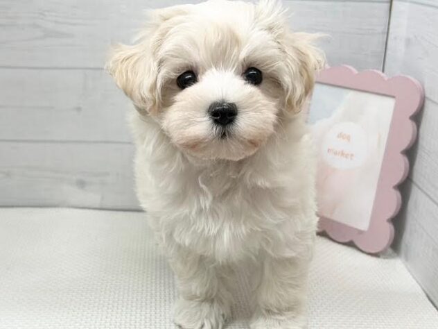 徳島県のハーフ犬・ミックス犬 (アミーゴ徳島店/2025年9月11日生まれ/女の子/クリーム)の子犬の1枚目の画像