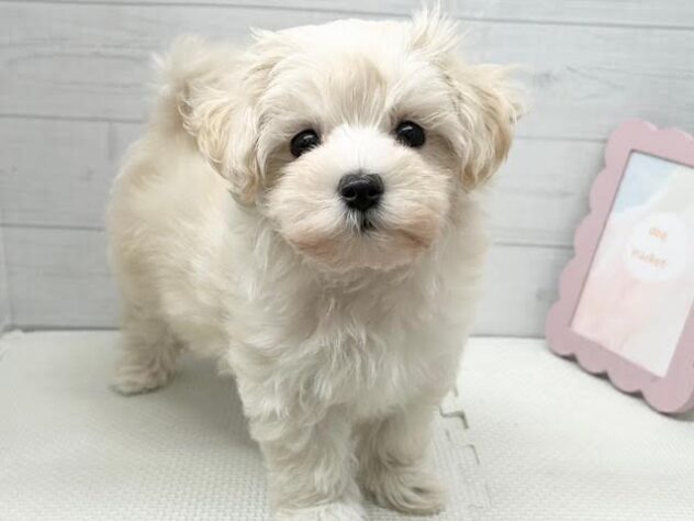 徳島県のハーフ犬・ミックス犬 (アミーゴ徳島店/2025年9月11日生まれ/女の子/クリーム)の子犬の2枚目の画像