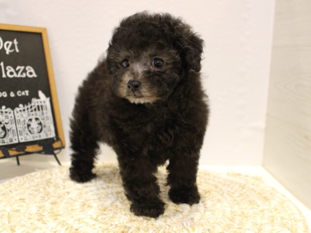 大阪府のトイプードル(トイ) (ペット・プラザ アミーゴ箕面店/2025年9月17日生まれ/女の子/グレー(旧シルバー))の子犬の2枚目の画像