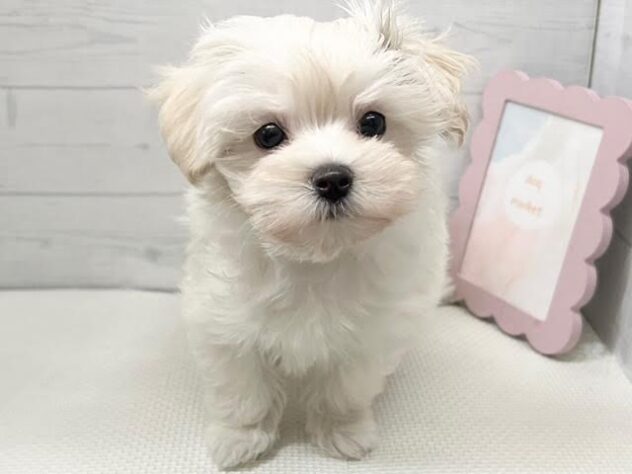 徳島県のハーフ犬・ミックス犬 (アミーゴ徳島店/2025年9月11日生まれ/女の子/クリーム)の子犬の1枚目の画像