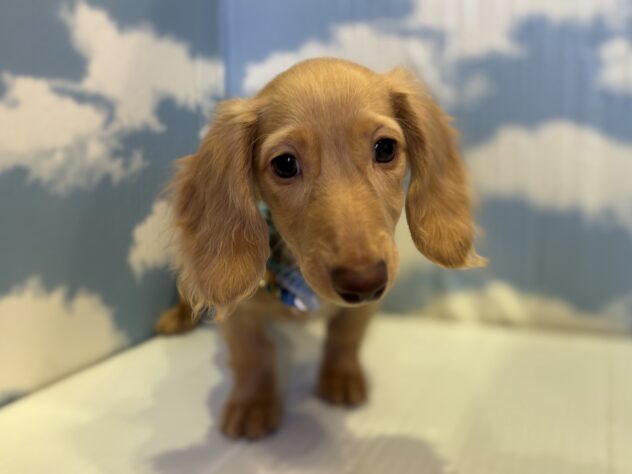 山形県のカニンヘンダックスフンド(ロング) (アミーゴ山形北店/2025年7月28日生まれ/男の子/イエロー)の子犬の2枚目の画像