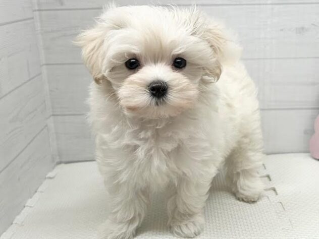 徳島県のハーフ犬・ミックス犬 (アミーゴ徳島店/2025年9月11日生まれ/女の子/クリーム)の子犬の2枚目の画像