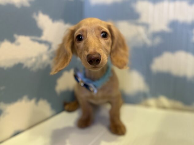 山形県のカニンヘンダックスフンド(ロング) (アミーゴ山形北店/2025年7月28日生まれ/男の子/イエロー)の子犬の1枚目の画像