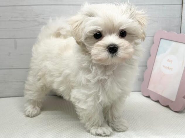 徳島県のハーフ犬・ミックス犬 (アミーゴ徳島店/2025年9月11日生まれ/女の子/クリーム)の子犬の3枚目の画像