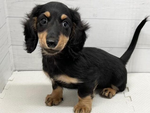 徳島県のミニチュアダックスフンド(ロング) (アミーゴ徳島店/2025年9月10日生まれ/男の子/ブラックタン)の子犬の2枚目の画像