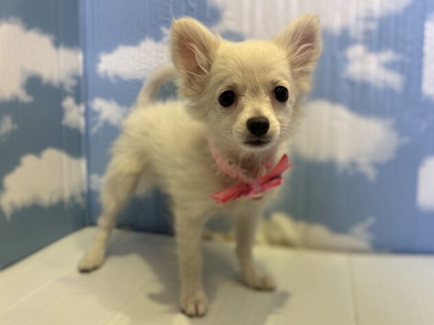 山形県のハーフ犬・ミックス犬 (アミーゴ山形北店/2025年8月16日生まれ/女の子/06 ホワイト系)の子犬