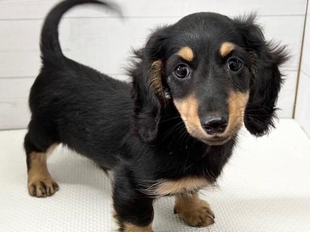 徳島県のミニチュアダックスフンド(ロング) (アミーゴ徳島店/2025年9月10日生まれ/男の子/ブラックタン)の子犬の3枚目の画像