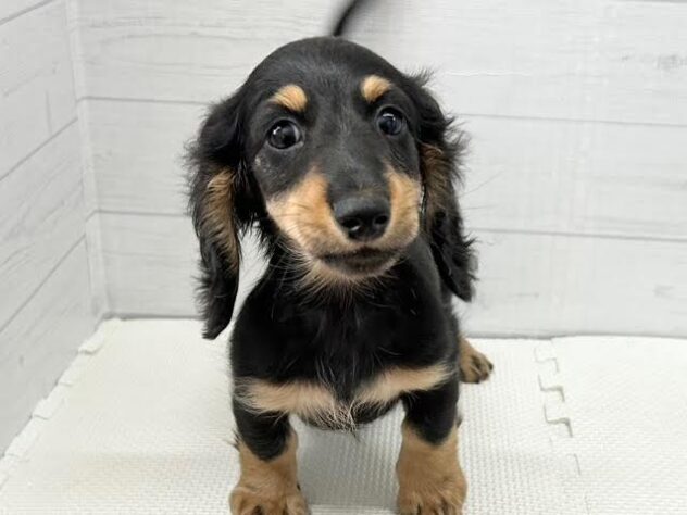 徳島県のミニチュアダックスフンド(ロング) (アミーゴ徳島店/2025年9月10日生まれ/男の子/ブラックタン)の子犬の1枚目の画像