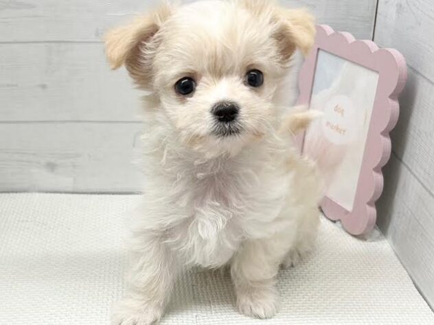徳島県のハーフ犬・ミックス犬 (アミーゴ徳島店/2025年9月17日生まれ/男の子/クリーム)の子犬の2枚目の画像