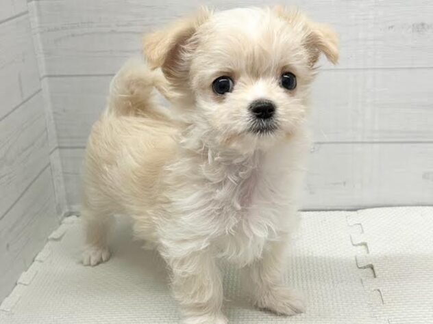 徳島県のハーフ犬・ミックス犬 (アミーゴ徳島店/2025年9月17日生まれ/男の子/クリーム)の子犬の3枚目の画像