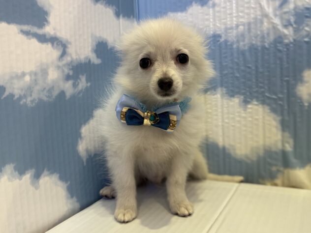 山形県のハーフ犬・ミックス犬 (アミーゴ山形北店/2025年8月16日生まれ/男の子/06 ホワイト系)の子犬の1枚目の画像