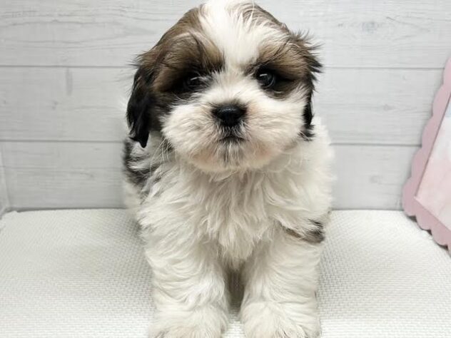 徳島県のシーズー (アミーゴ徳島店/2025年9月8日生まれ/男の子/ホワイトゴールド)の子犬の1枚目の画像