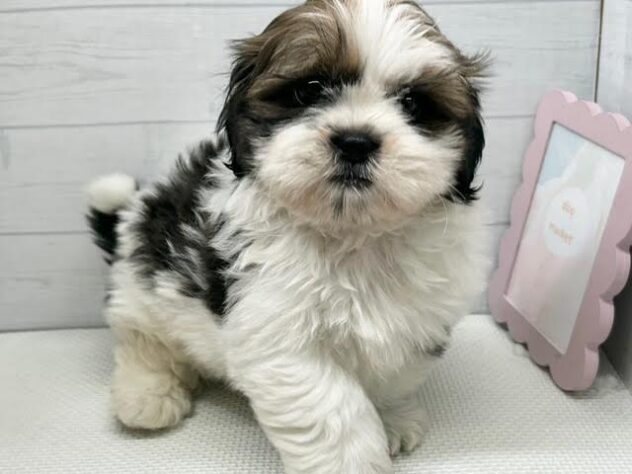 徳島県のシーズー (アミーゴ徳島店/2025年9月8日生まれ/男の子/ホワイトゴールド)の子犬の2枚目の画像