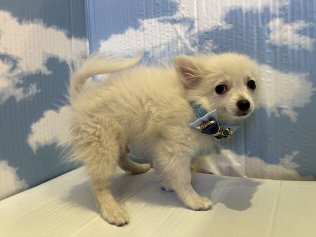 山形県のハーフ犬・ミックス犬 (アミーゴ山形北店/2025年8月16日生まれ/男の子/06 ホワイト系)の子犬の3枚目の画像