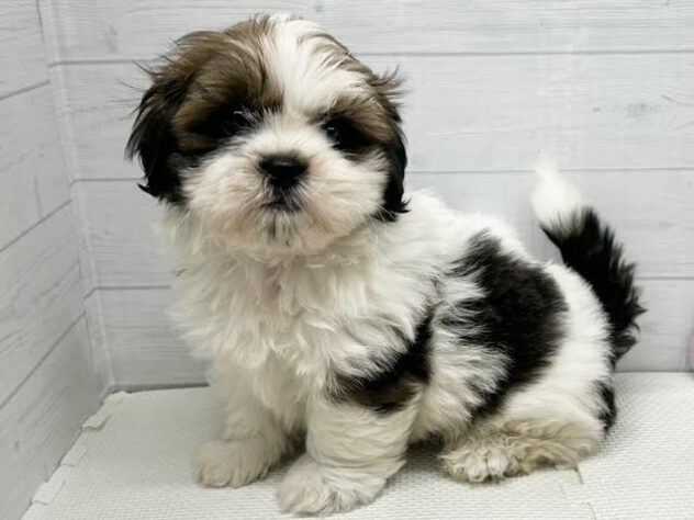 徳島県のシーズー (アミーゴ徳島店/2025年9月8日生まれ/男の子/ホワイトゴールド)の子犬の3枚目の画像