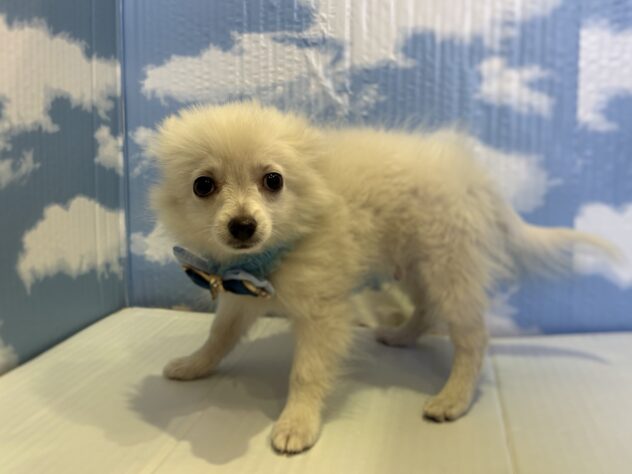 山形県のハーフ犬・ミックス犬 (アミーゴ山形北店/2025年8月16日生まれ/男の子/06 ホワイト系)の子犬の2枚目の画像