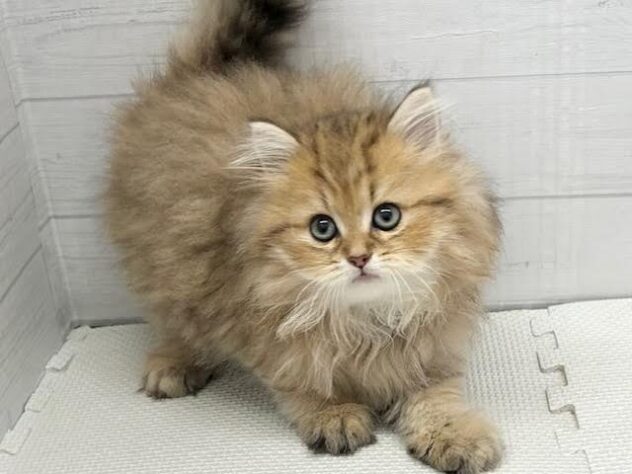 徳島県のペルシャ (アミーゴ徳島店/2025年9月9日生まれ/男の子/チンチラゴールデン)の子猫の2枚目の画像