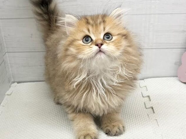 徳島県のペルシャ (アミーゴ徳島店/2025年9月9日生まれ/男の子/チンチラゴールデン)の子猫の3枚目の画像