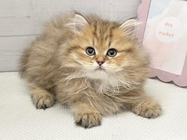 徳島県のペルシャ (アミーゴ徳島店/2025年9月9日生まれ/男の子/チンチラゴールデン)の子猫の1枚目の画像