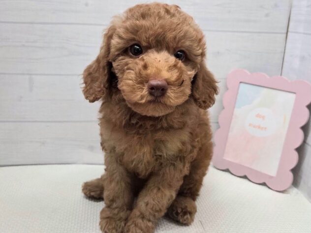 徳島県のトイプードル(トイ) (アミーゴ徳島店/2025年9月21日生まれ/女の子/レッド)の子犬の2枚目の画像