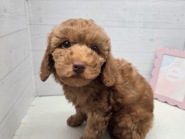 徳島県のトイプードル(トイ) (アミーゴ徳島店/2025年9月21日生まれ/女の子/レッド)の子犬の4枚目の画像