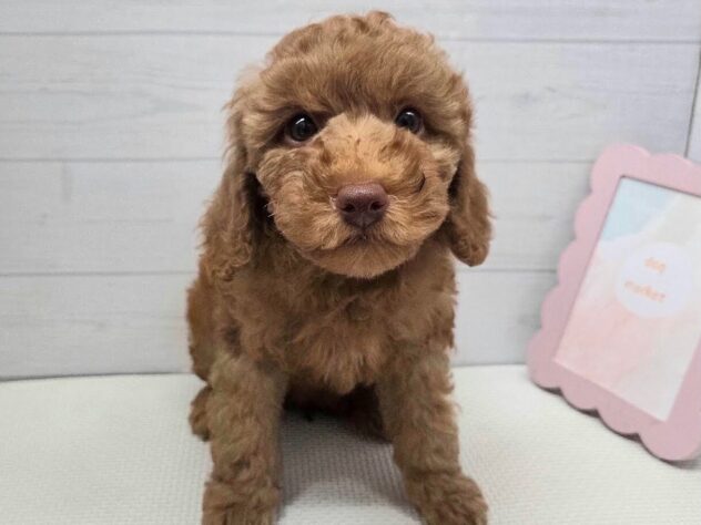 徳島県のトイプードル(トイ) (アミーゴ徳島店/2025年9月21日生まれ/女の子/レッド)の子犬の3枚目の画像