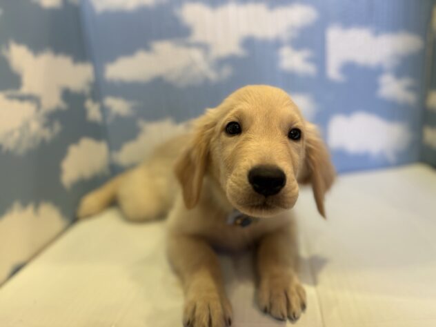 山形県のゴールデンレトリバー (アミーゴ山形北店/2025年9月12日生まれ/男の子/ゴールデン)の子犬の2枚目の画像