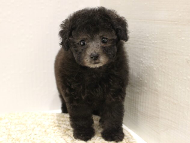 大阪府のトイプードル(トイ) (ペット・プラザ アミーゴ箕面店/2025年9月17日生まれ/女の子/グレー(旧シルバー))の子犬の3枚目の画像