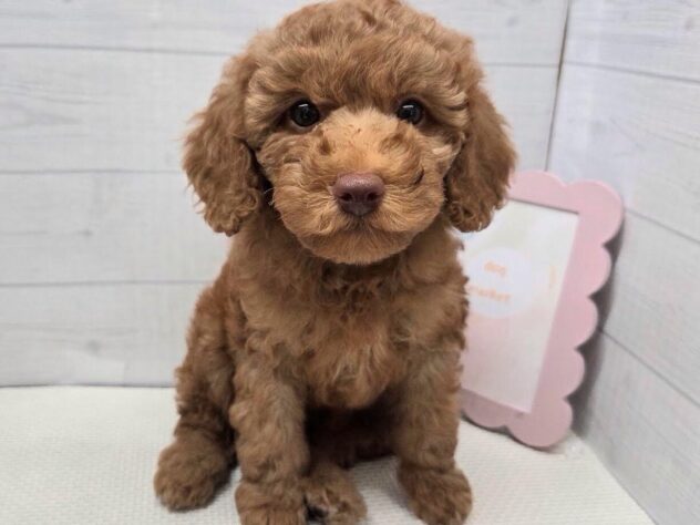 徳島県のトイプードル(トイ) (アミーゴ徳島店/2025年9月21日生まれ/女の子/レッド)の子犬