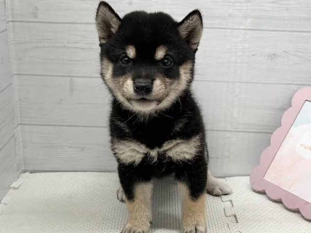 徳島県の豆柴 (アミーゴ徳島店/2025年9月28日生まれ/女の子/黒)の子犬