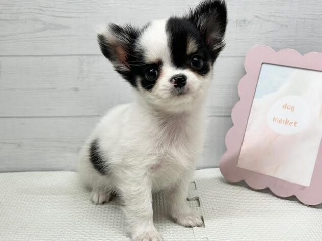 徳島県のチワワ(ロング) (アミーゴ徳島店/2025年9月21日生まれ/女の子/ホワイトブラックタン)の子犬